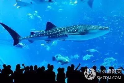 新奧門特寺免費資料大全,日本水族館翻車魚因沒游客自閉