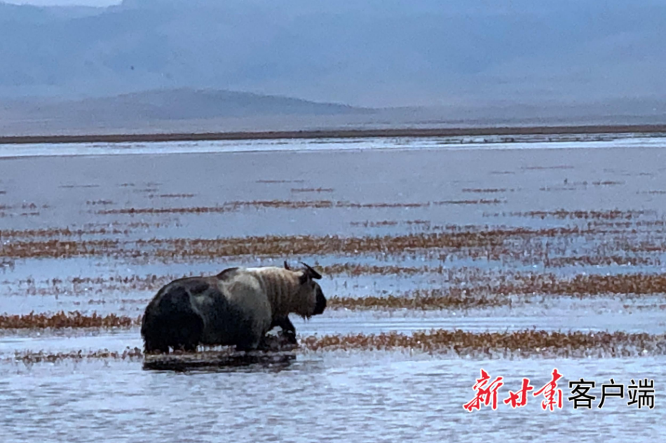 下載澳門開獎現(xiàn)場直播 開獎,二級保護(hù)動物水獺現(xiàn)身甘肅尕海濕地